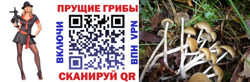 закладка  Жигулёвск  Галлюциногенные грибы мухоморы 